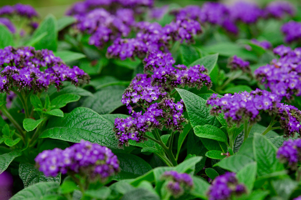 Heliotrop peruwiański, fot. shutterstock