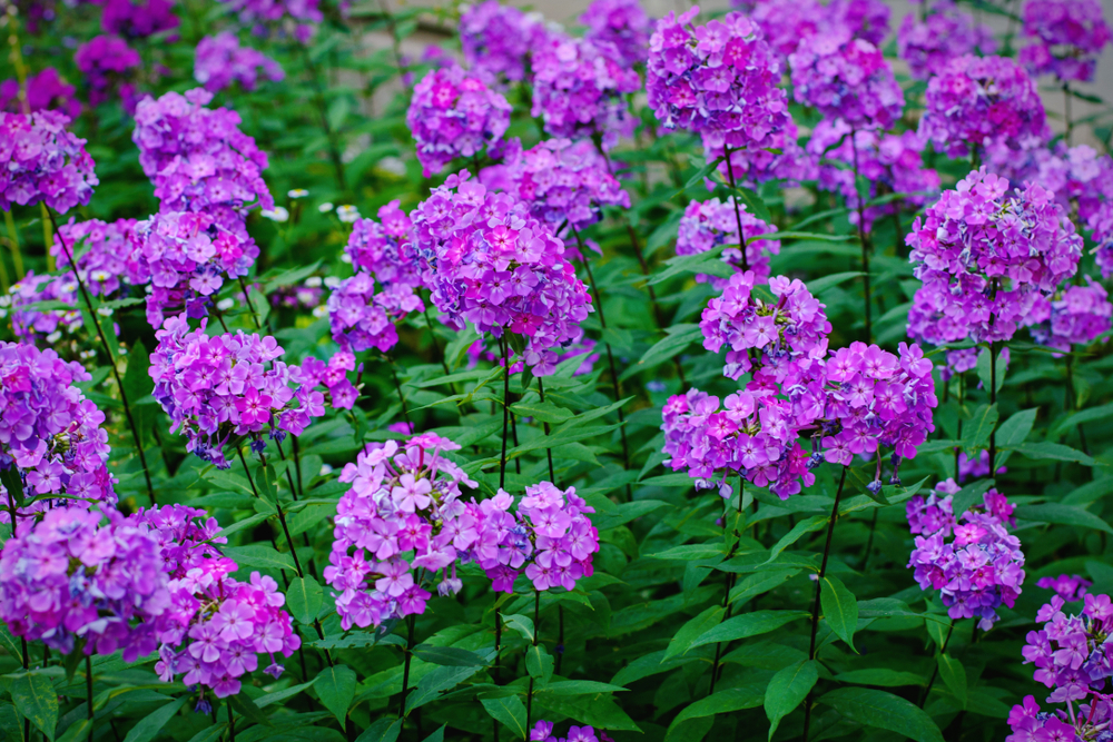 Klasyczne floksy ogrodowe (Phlox paniculata); źródło: shutterstock