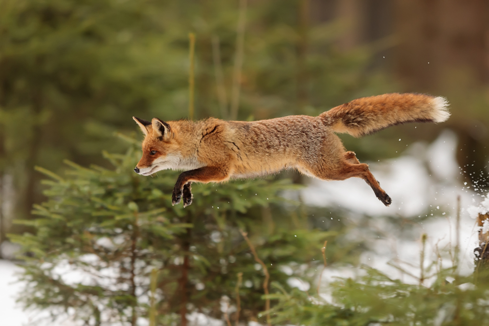 Lis czerwony, fot. shutterstock