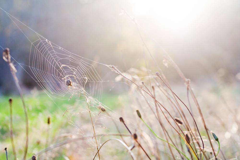 fot. shutterstock