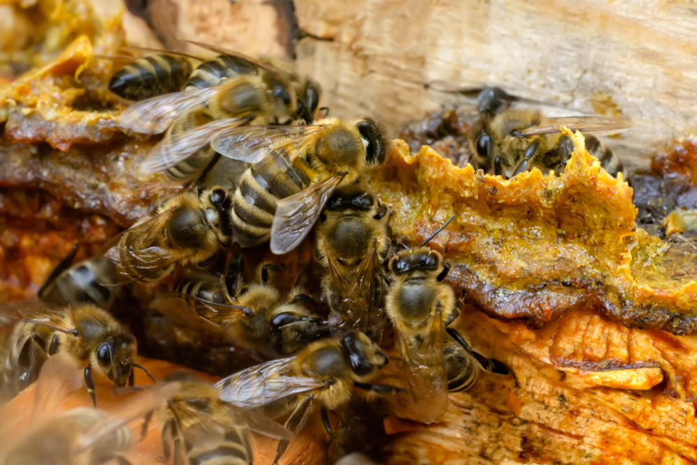 Kit pszczeli służy do uszczelniania uli na zimę, fot. shutterstock
