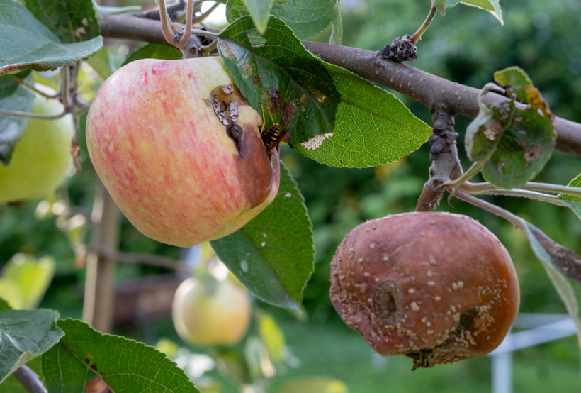 Brunatna zgnilizna jabłek; źródło: shutterstock