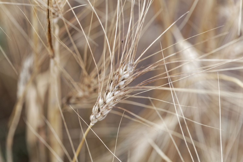 Kłos pszenicy kamut, fot. shutterstock