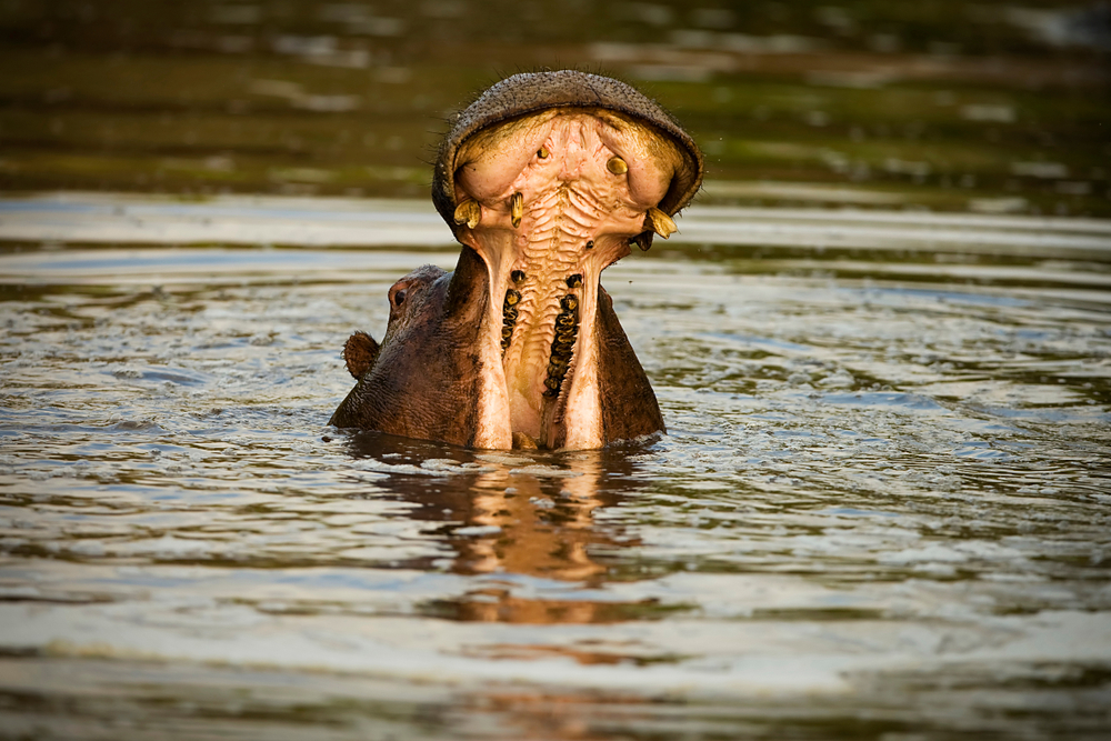 Hipopotam należy do najgroźniejszych ssaków lądowych na świecie, fot. shutterstock