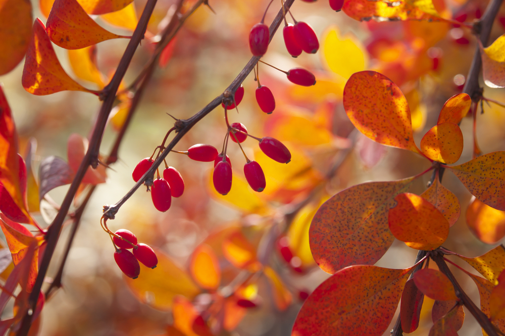 Berberys pospolity, fot. shutterstock