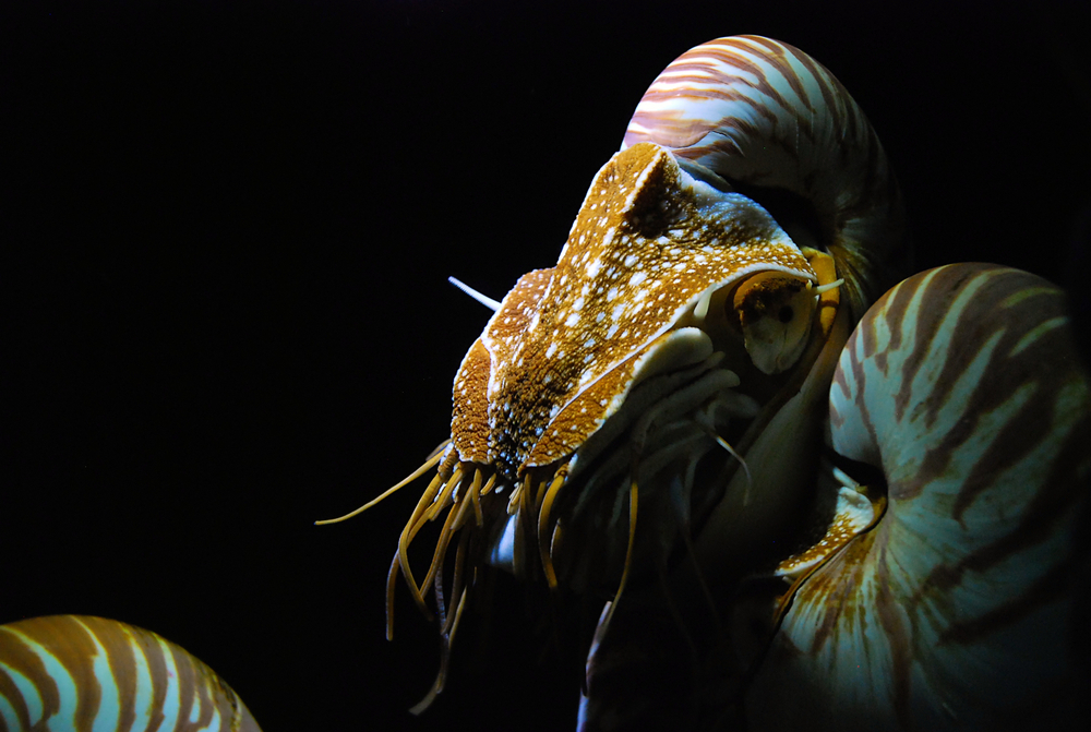 Łodzik to tak zwana żywa skamieniałość. Źródło: shutterstock