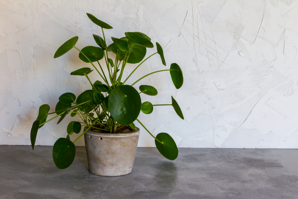 Pilea peperomioides, fot. shutterstock
