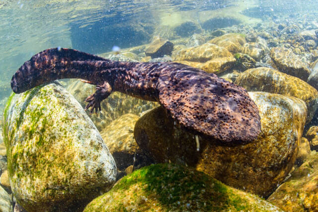 Japońska salamandra olbrzymia w górskiej rzece Gifu, Japonia. Źródło: shutterstock