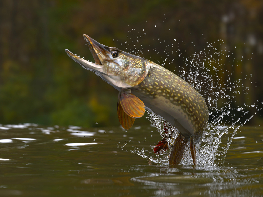 Szczupak pospolity (Esox lucius), fot. shutterstock