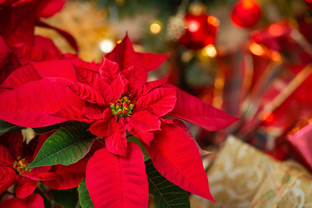 Poisencja to popularna ozdoba świątecznych stołów, fot. shutterstock