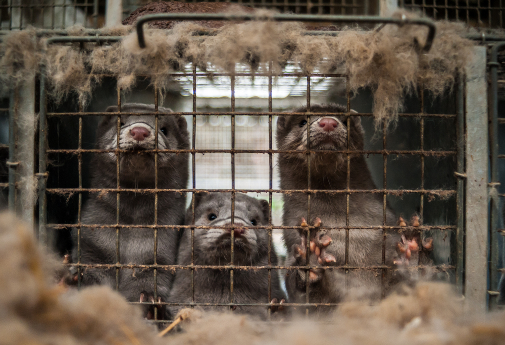 Interwencje były przeprowadzane m. in. na fermach futrzarskich, fot. shutterstock