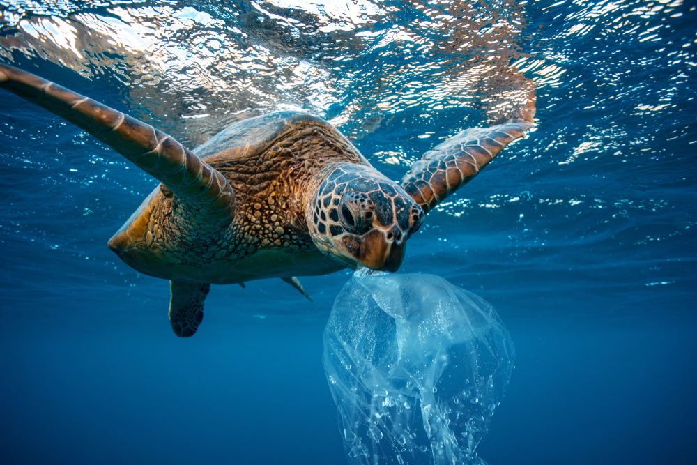 fot. shutterstock