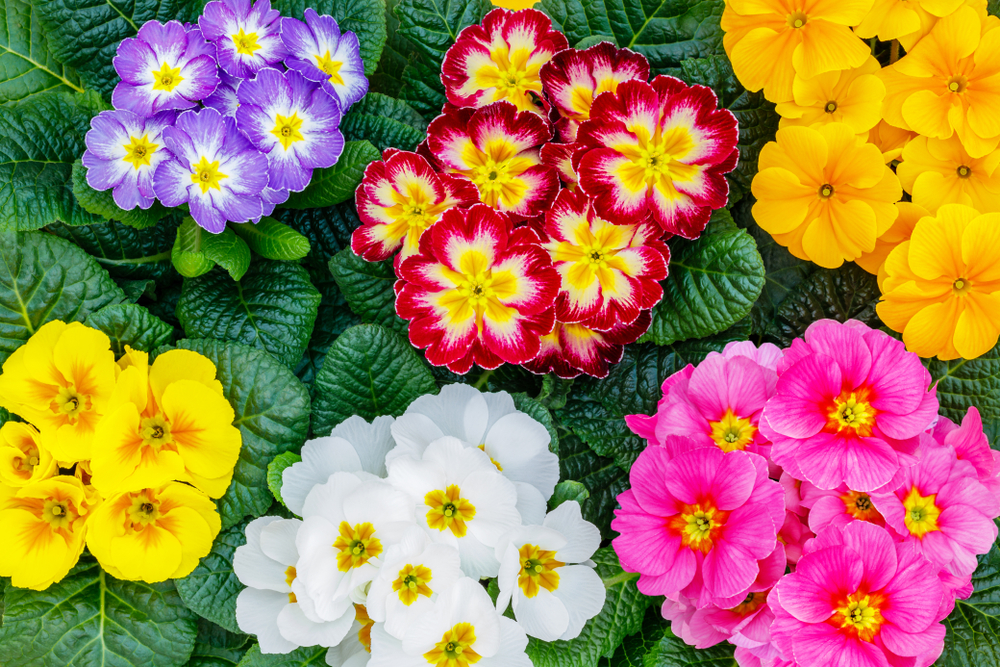 Pierwiosnki to jedne z bardziej barwnych i wyrazistych kwiatów, fot. shutterstock