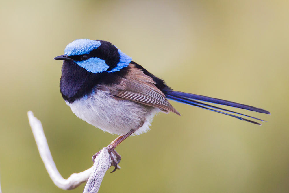 Chwostek szafirowy, fot. shutterstock