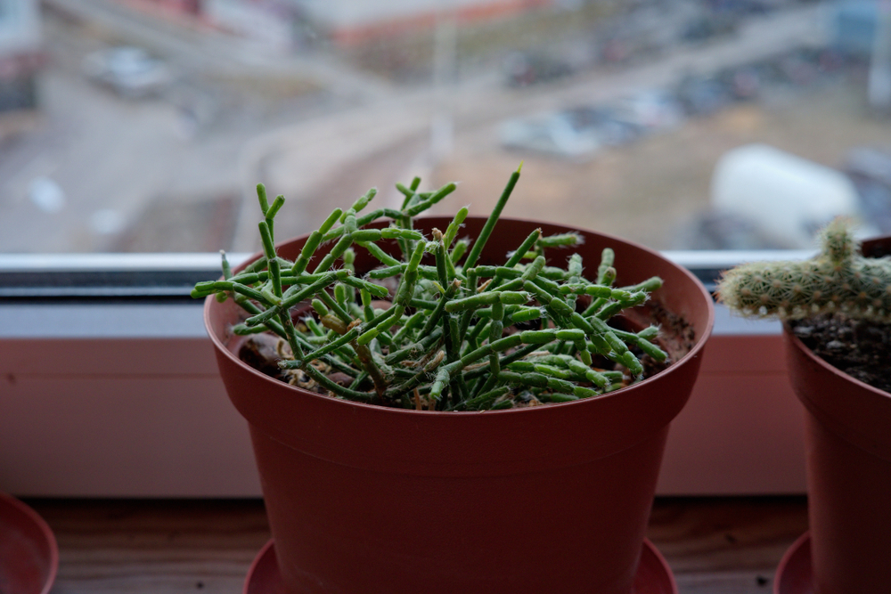 Rhipsalis baccifera cereuscula