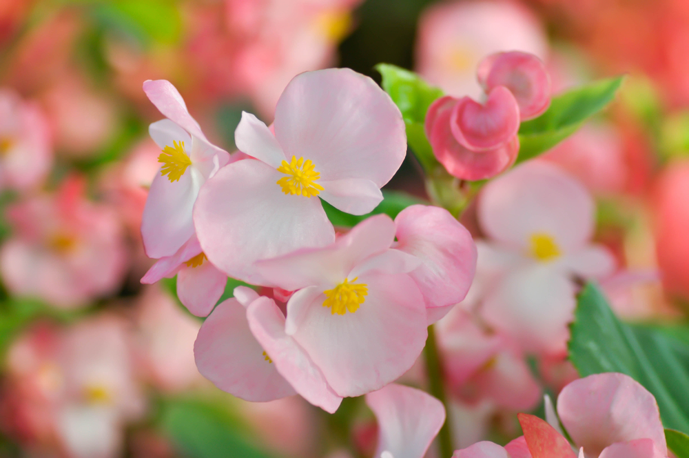 Begonia stale kwitnąca, fot. shutterstock