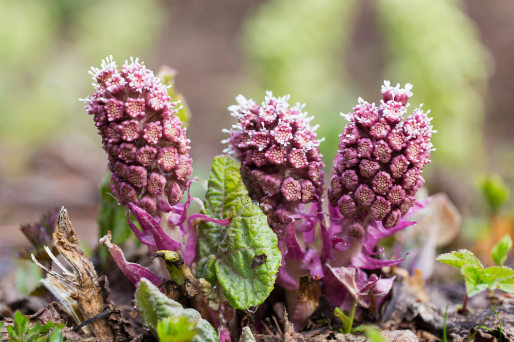 Lepiężnik różowy (Petasites hybridus) wczesną wiosną . Źródło: shutterstock