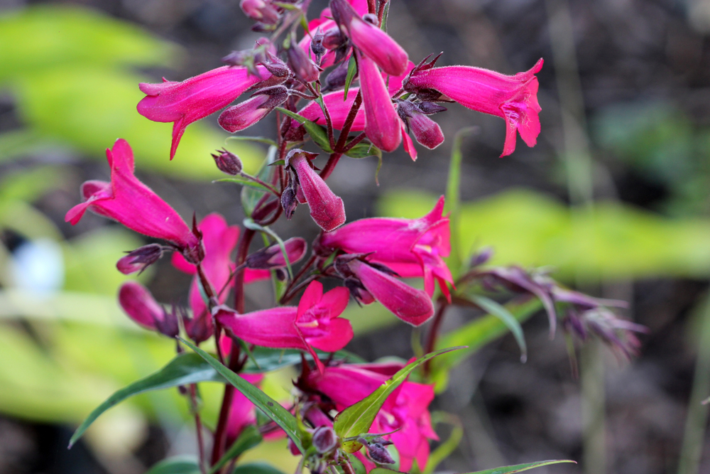 Penstemon dzwonkowaty. Źródło: shutterstock