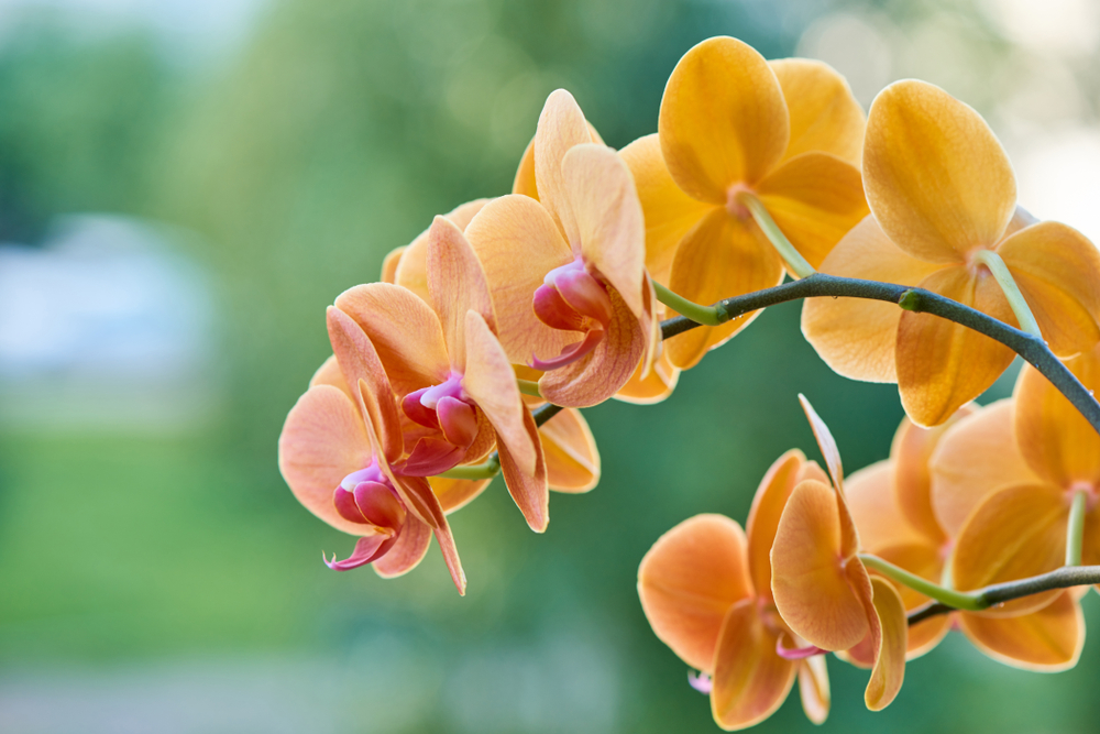 Orchidea Falenopsis; źródło: shutterstock