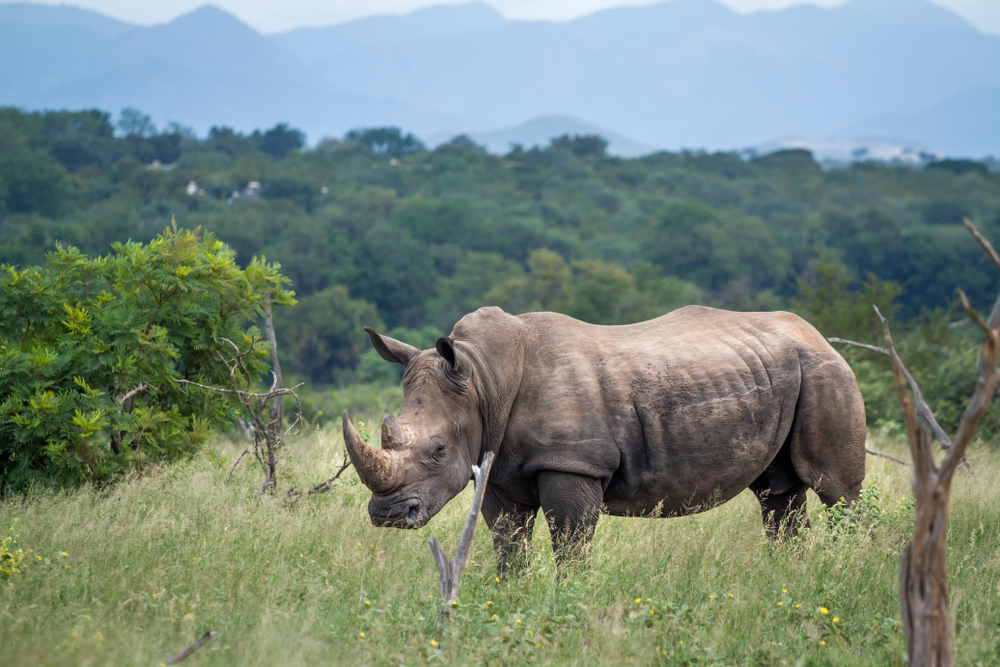Ceratotherium simum, fot. shutterstock