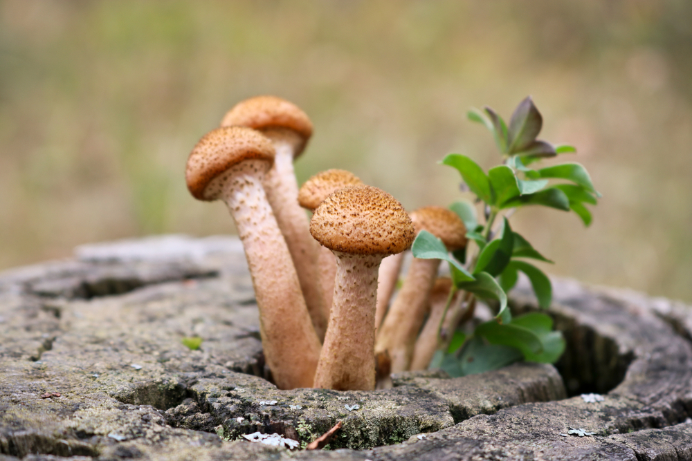 Opieńki porastają pnie, fot. shutterstock