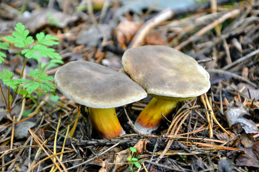 Podgrzybki zajęcze w lesie, fot. shutterstock