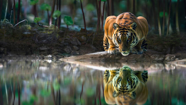 Tygrys to największy gatunek dzikiego kota, fot. shutterstock