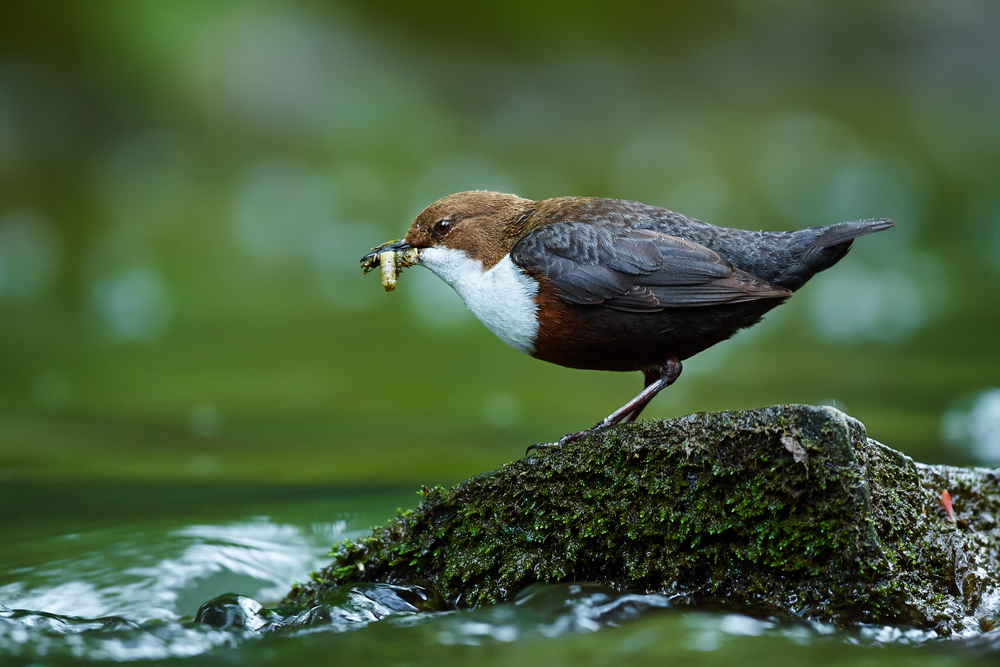 Pluszcze żywią się owadami i larwami, małymi skorupiakami i mięczakami, znalezionymi w rzece, fot. shutterstock