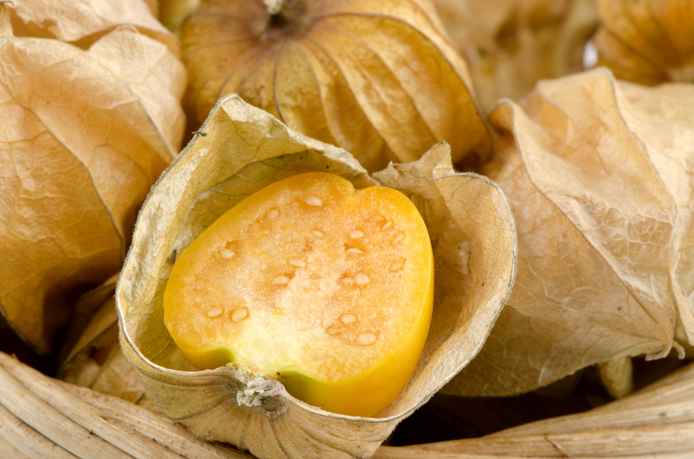 Miechunka - roślina o niebywałych walorach ozdobnych. Źródło: shutterstock