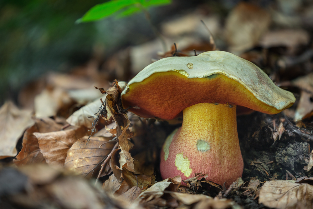 Borowik szatański – jeden z nielicznych trujących borowikowatych, ściśle chroniony i rzadki w Polsce. Źródło: shutterstock