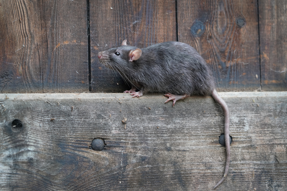 Szczur wędrowny, fot. shutterstock