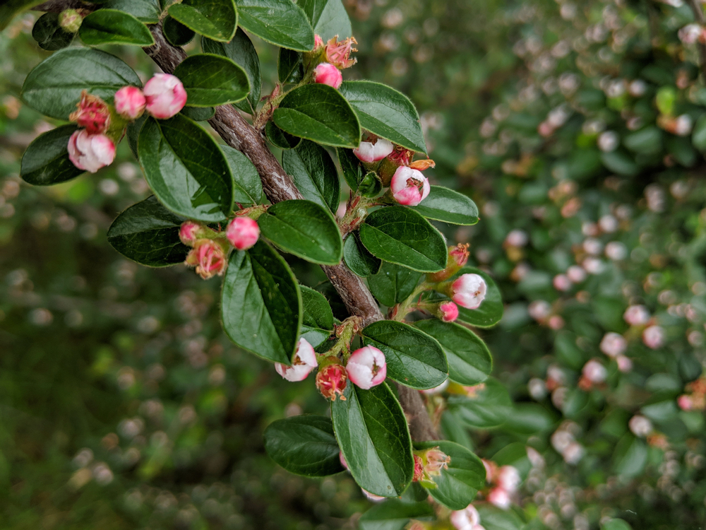 Cotoneaster franchetii, fot. shutterstock