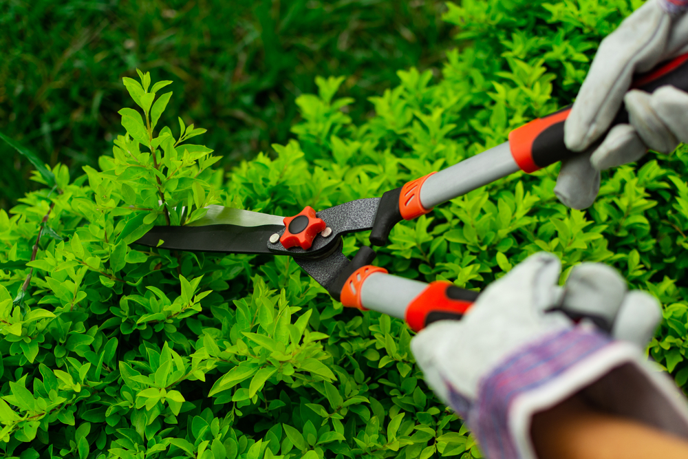 Przygoda z uprawą żywopłotu praktycznie zaczyna się od cięcia, fot. shutterstock