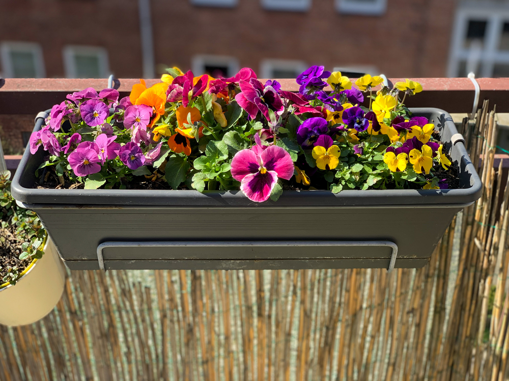 Bratki na balkonie, fot. shutterstock