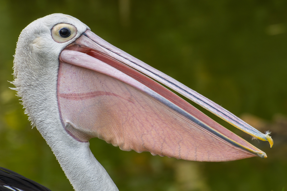 Dziób pelikana ma specjalną torbę, która umożliwia ptakom chwytanie w wodzie ryb, fot. shutterstock