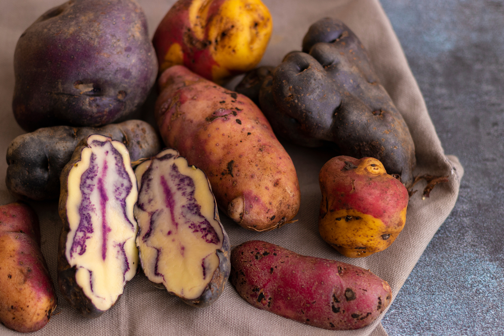 Peruwiańskie ziemniaki, zebrane w Cusco, fot. shutterstock