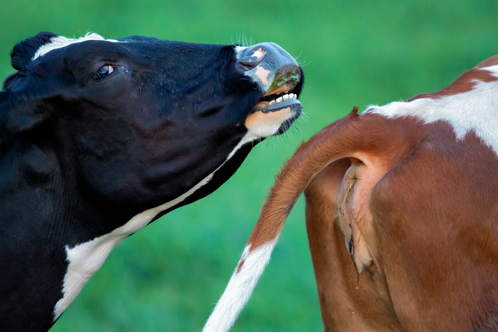 Fot. Gertjan Hooijer/Shutterstock
