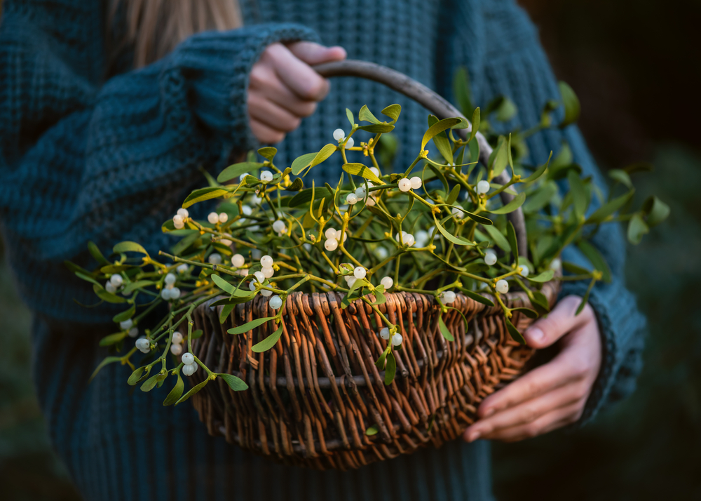 Specyficzny sposób bytowania jemioły zawsze wzbudzał zainteresowanie człowieka, fot. shutterstock