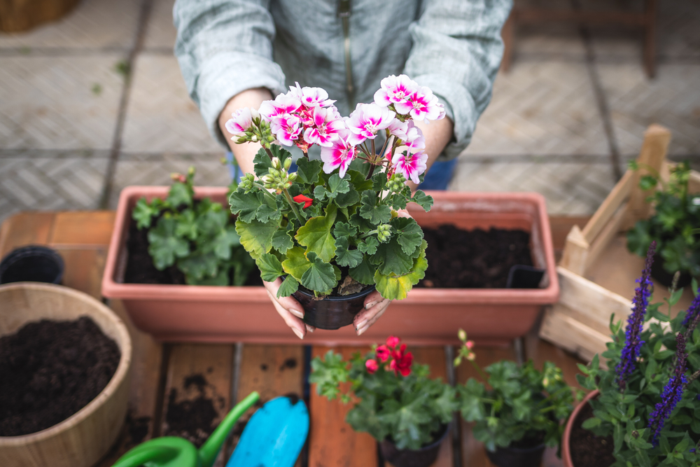 Nowe sadzonki pelargonii pobiera się z przezimowanej rośliny. Źródło: encierro/Shutterstock
