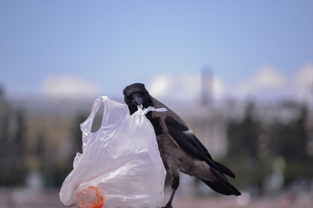 fot. shutterstock