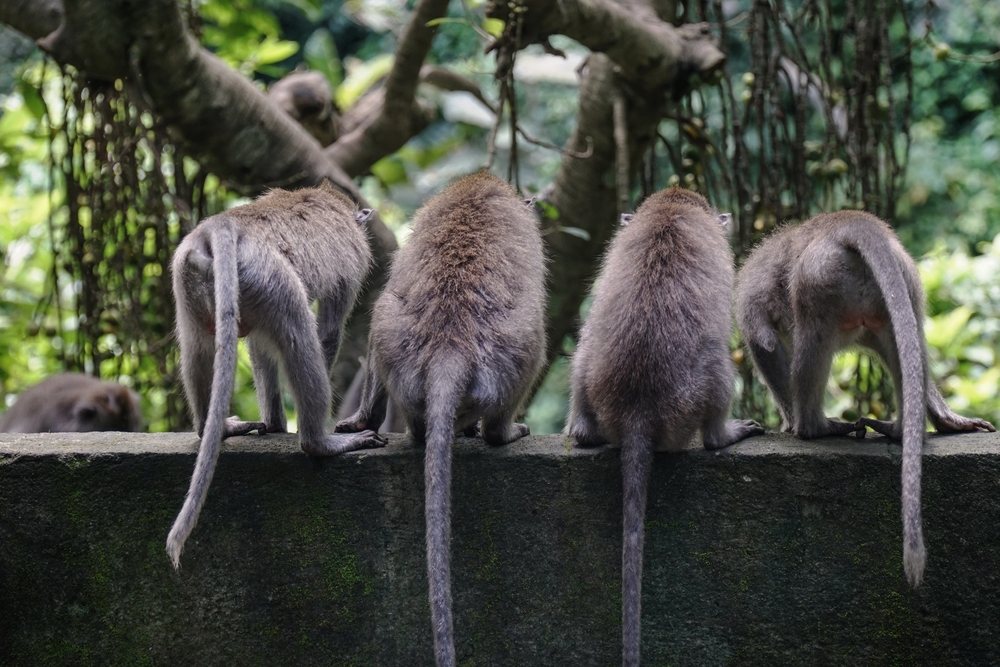 Justyna Karwacka/Shutterstock