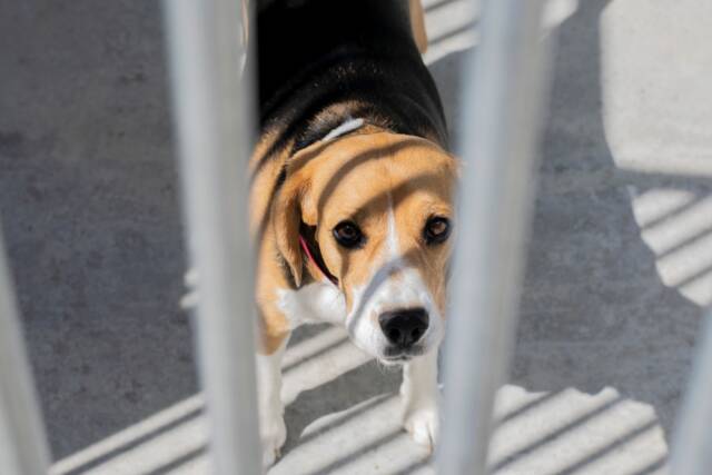 Beagle ze względu na swoje spokojne usposobienie są często wykorzystywane w testach na zwierzętach. Źródło: fetrinka/Shutterstock