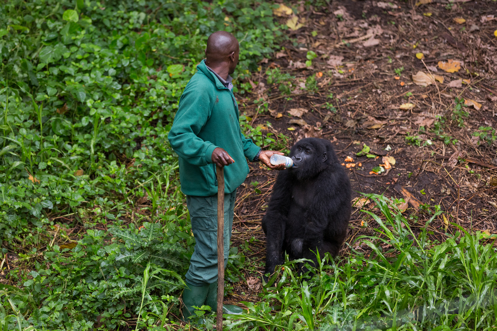 Park Narodowy Virunga. Źródło: shutterstock