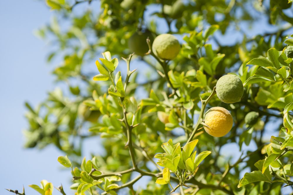 Owoce gatunku Citrus bergamia, fot. shutterstock