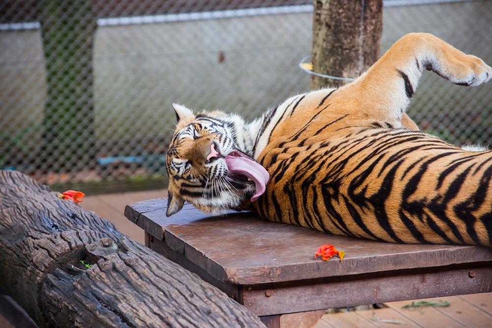 Tygrys malajski, fot. shutterstock