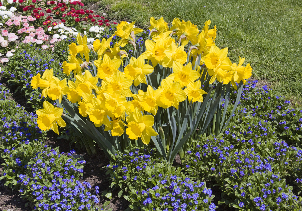 Rabaty są doskonałą ozdobą wiosennego ogrodu, fot. shutterstock