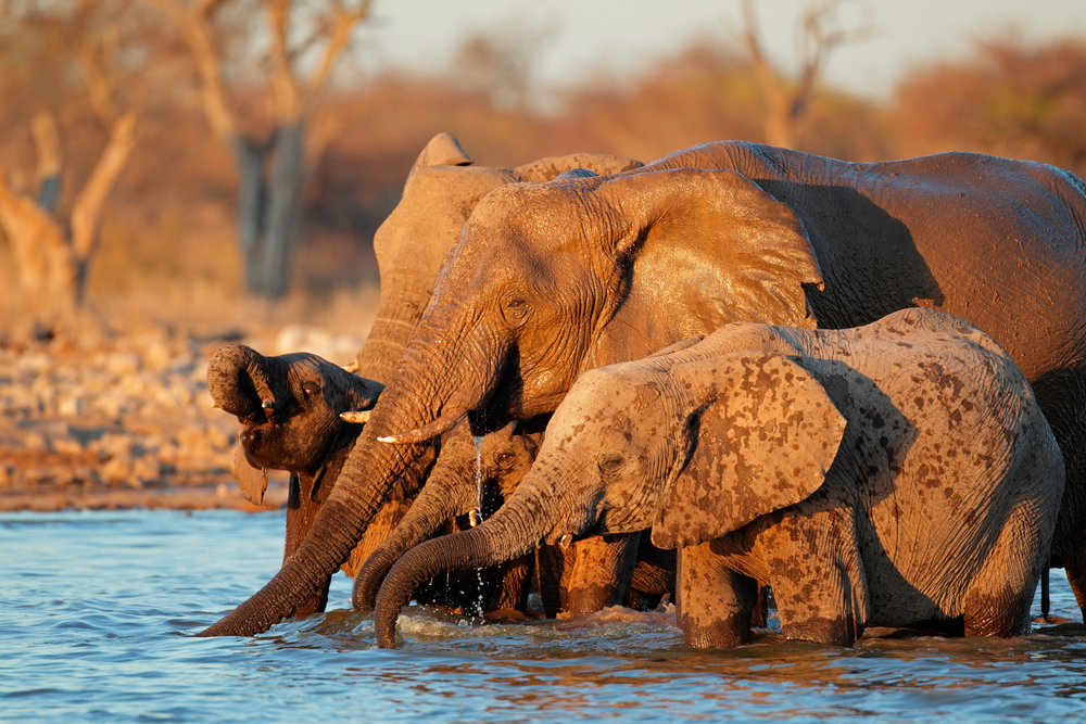 fot. shutterstock