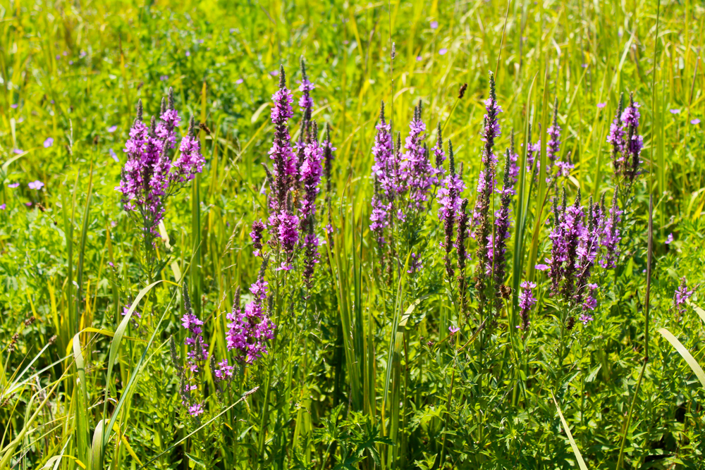 fot. shutKrwawnica pospolita w środowisku naturalnym, fot. shutterstock