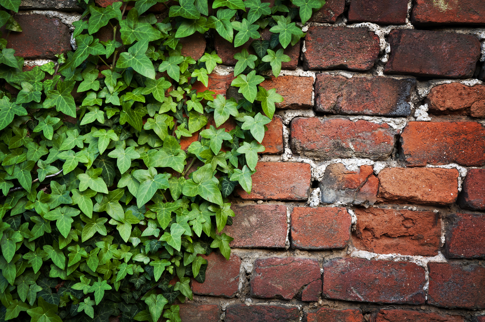 Bluszcz pospolity jako ozdoba ceglanej ściany, fot. shutterstock