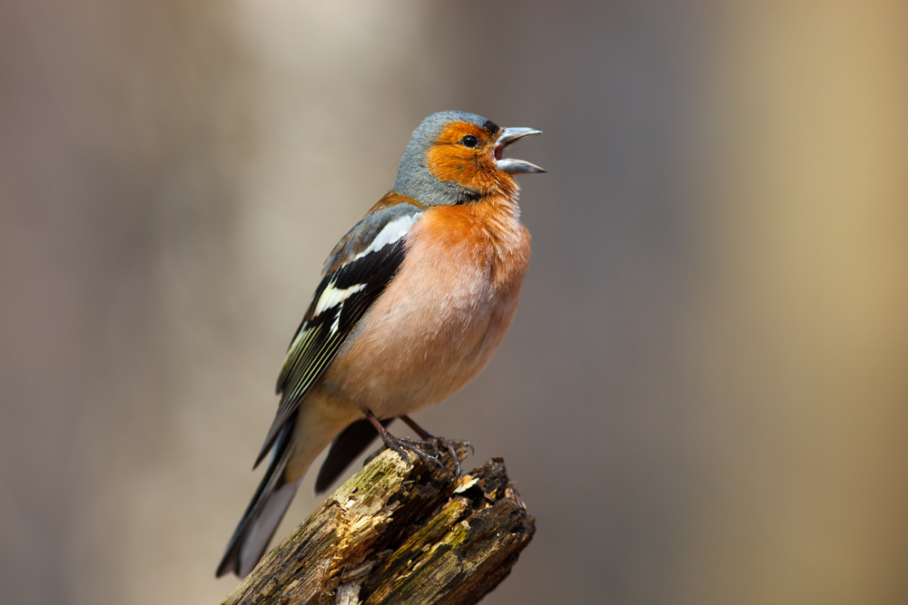 Samiec zięby zwyczajnej, fot. shutterstock